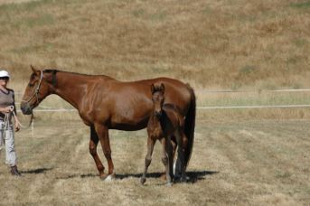 Furstenball / Don Schufro Filly — photo 2