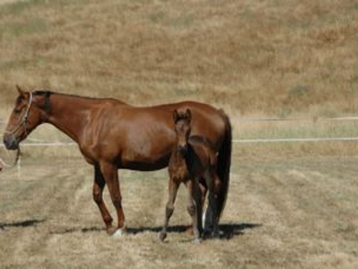 Furstenball / Don Schufro Filly — photo 2