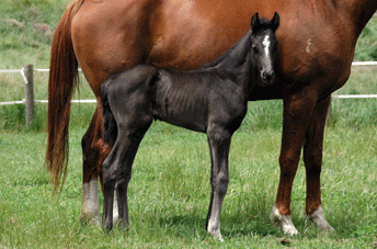 Ampere Colt