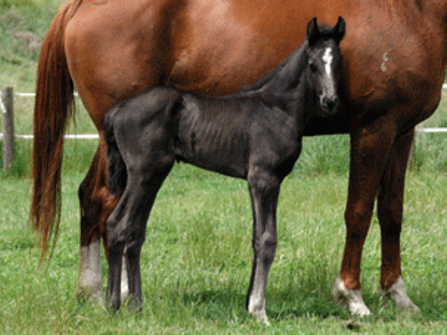 Ampere Colt