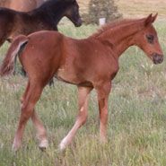 Fidertanz Gelding — photo 2