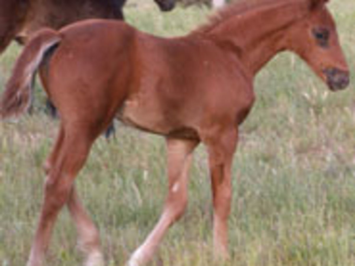 Fidertanz Gelding — photo 2