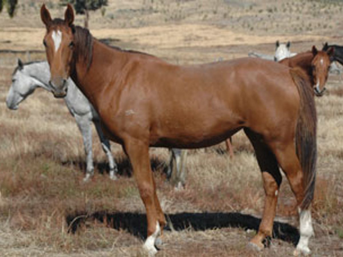 Tulara Shufretta II — photo 2
