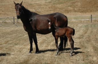 Cayetano / Stakkato Colt