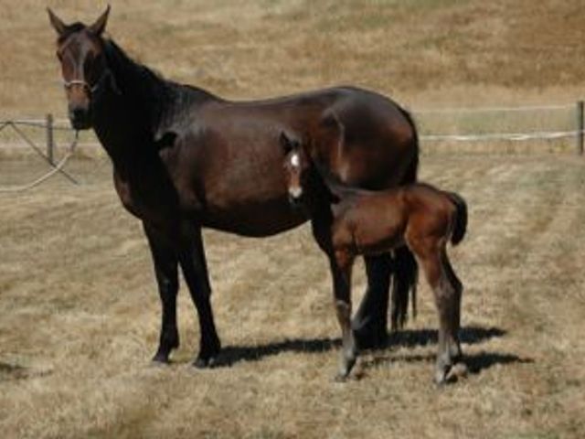 Cayetano / Stakkato Colt