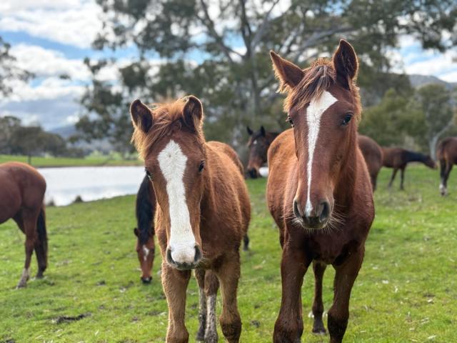Pergolly with a friend in the paddock