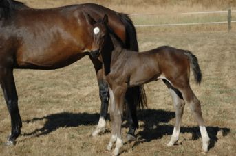 For Fashion / Diarado Colt — photo 2