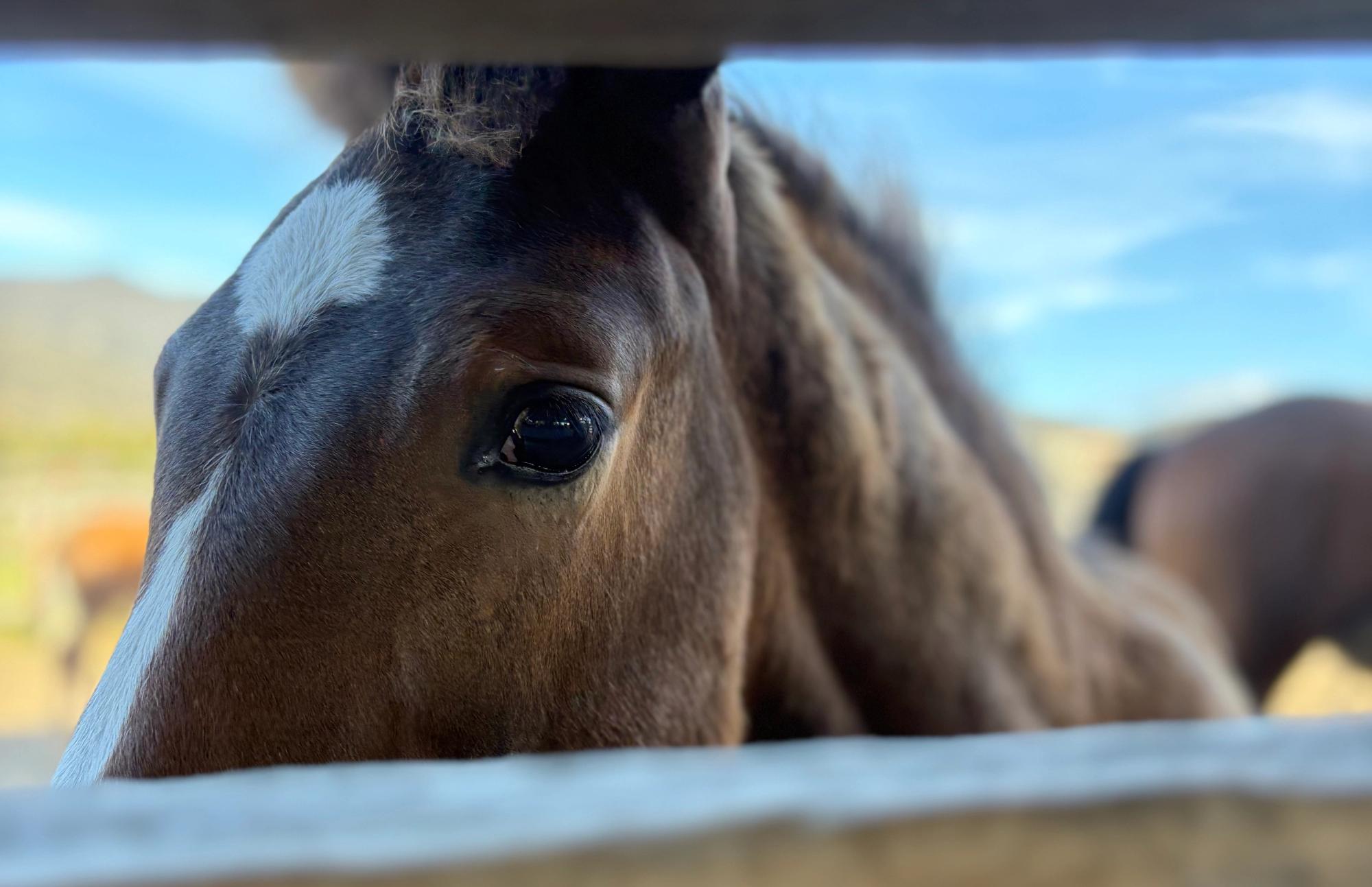 A huddle of curious Tulara weanlings crowding the stockyard gate