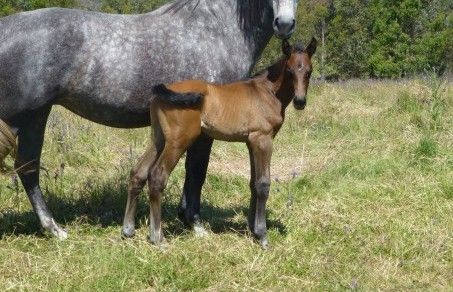 Companiero Cornet Obolensky Colt — photo 2