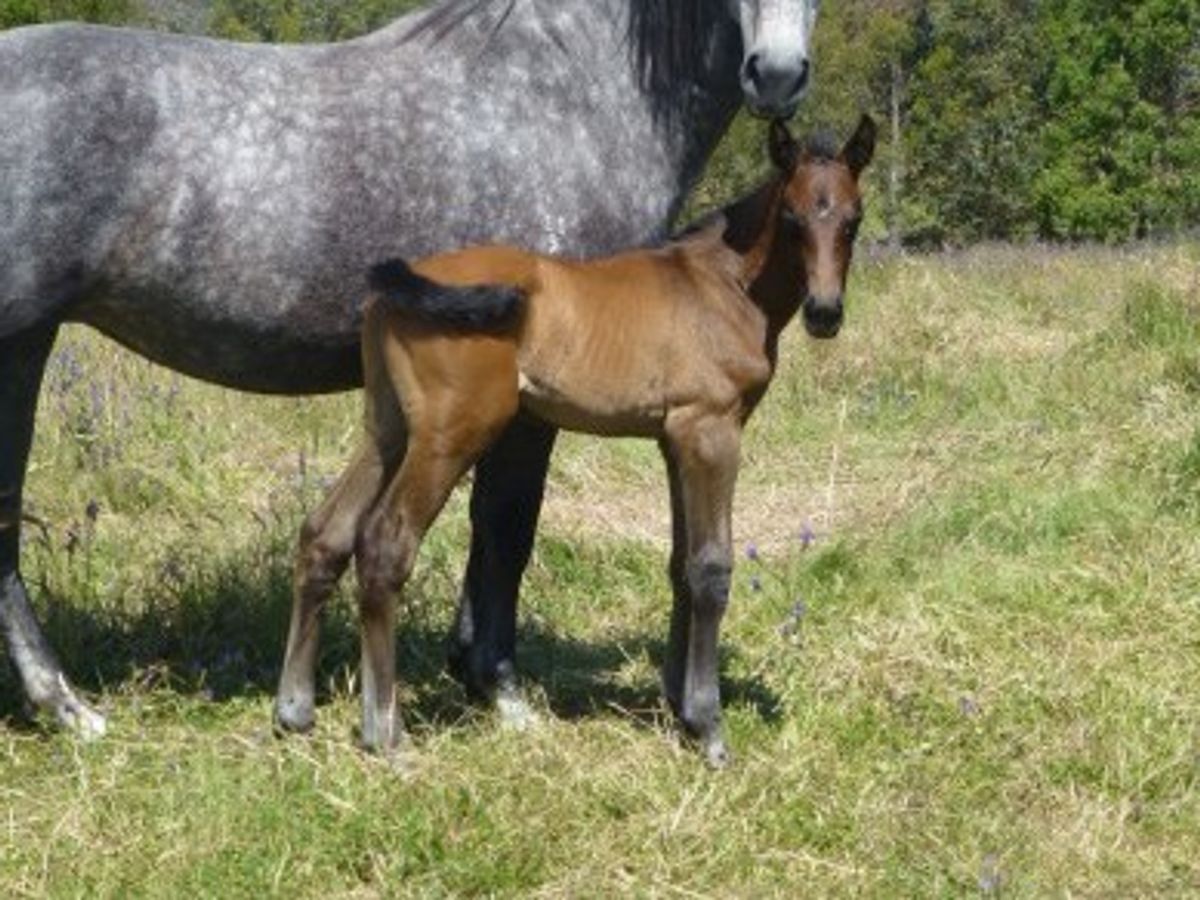 Companiero Cornet Obolensky Colt — photo 2