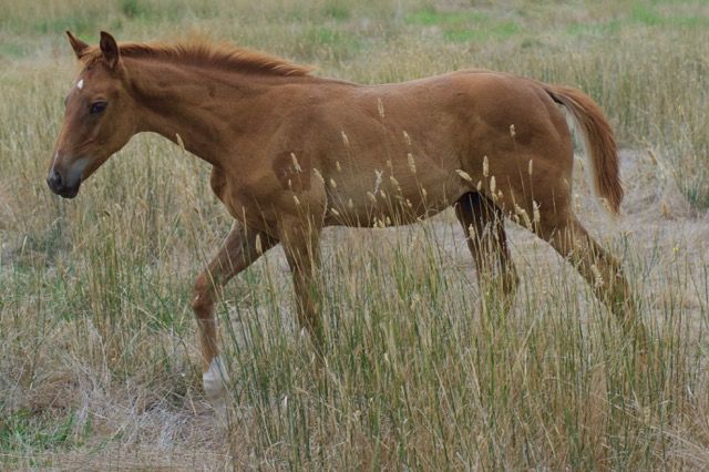 Tulara Comvino — photo 2