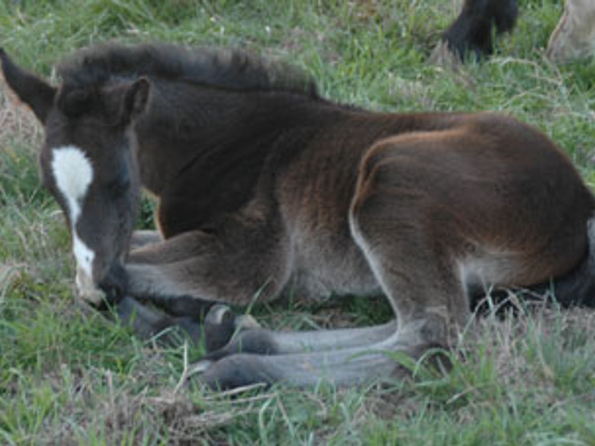 Tulara Bambi — photo 2