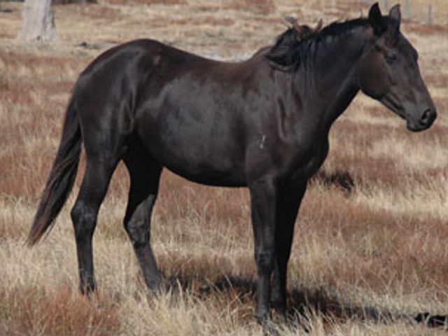Tulara Furst Gaia