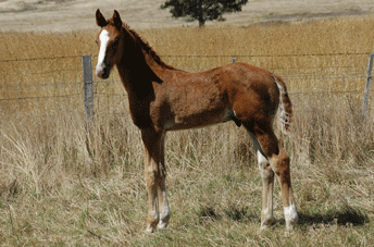Fürst Romancier Colt — photo 2