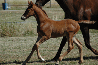 Furst Romancier Colt