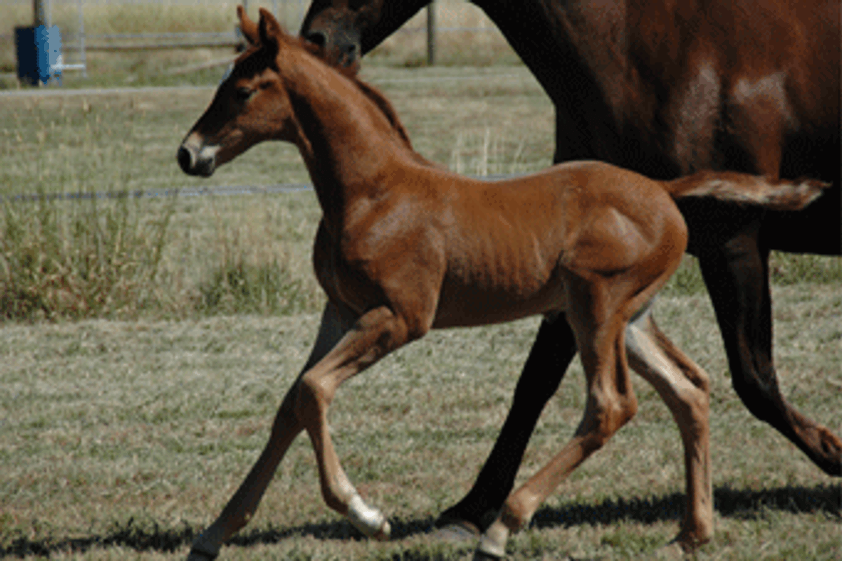Furst Romancier Colt