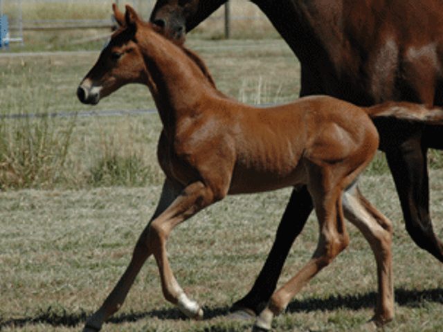 Furst Romancier Colt