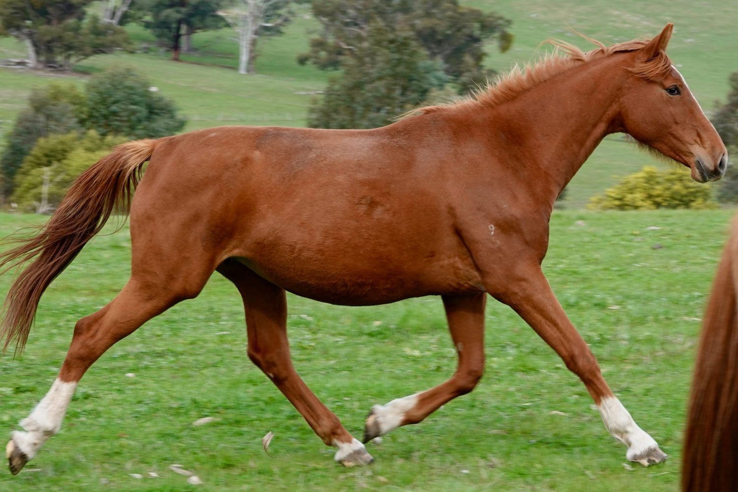 Tulara Zolly