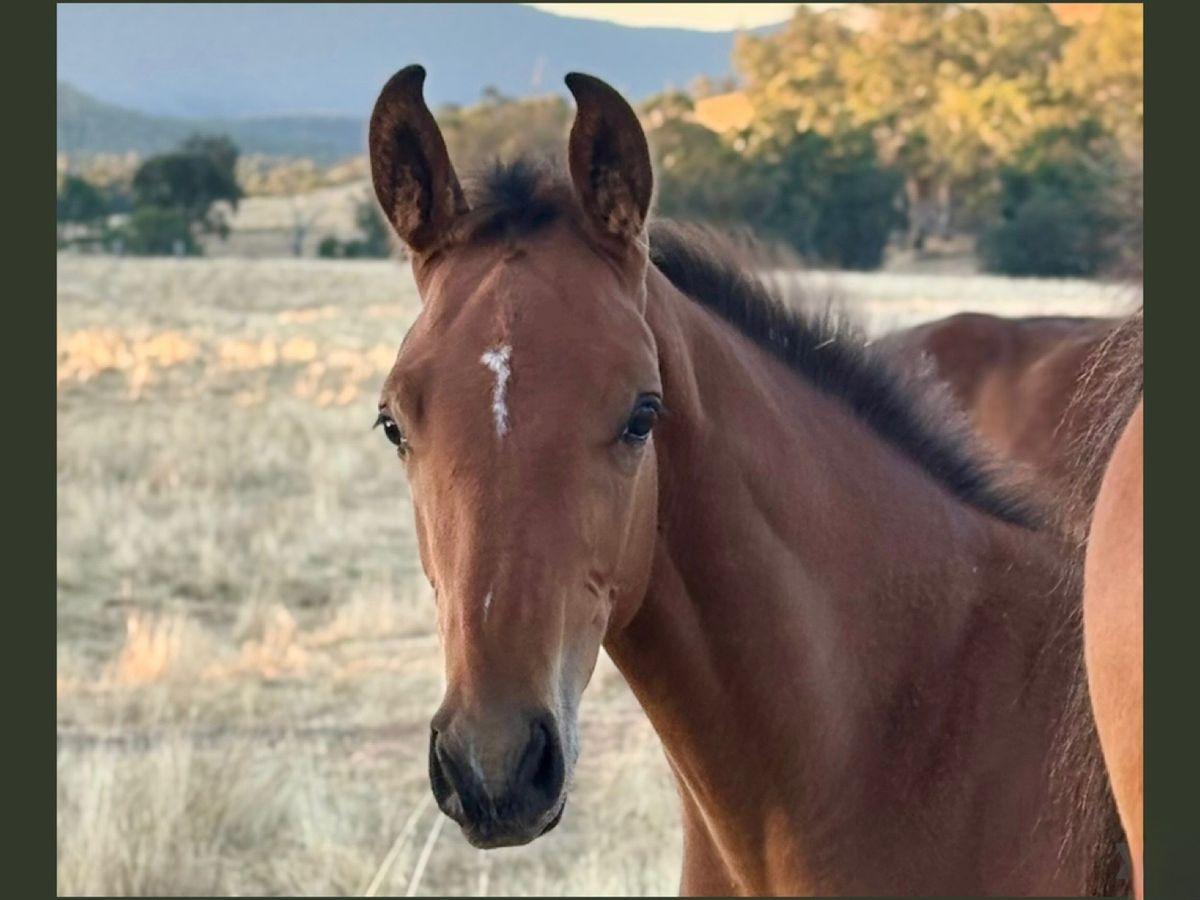 Tulara Emperor’s Boy — photo 3