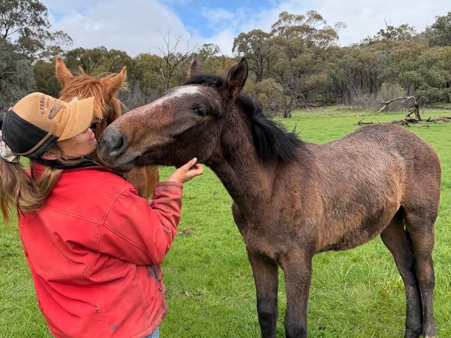 Emberocco playing with horse in paddock.