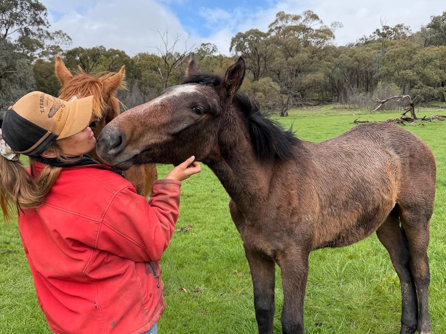 Emberocco playing with horse in paddock.