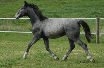 Cristallo Colt
