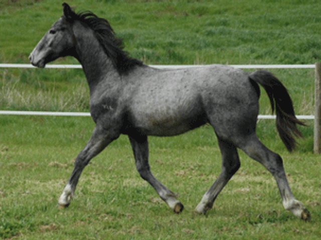 Cristallo Colt