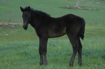 Tulara Balouch Filly — photo 2