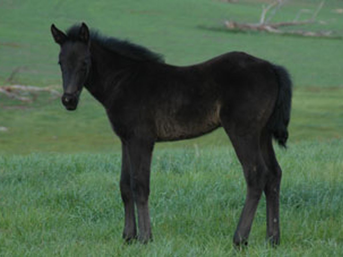 Tulara Balouch Filly — photo 2