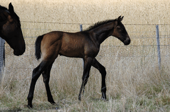 Colman/Cooperit/Contango11 Colt