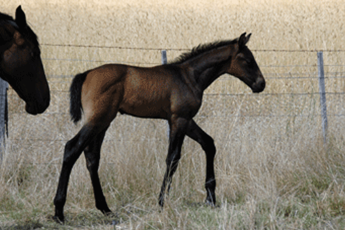 Colman/Cooperit/Contango11 Colt