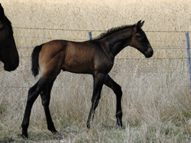 Colman/Cooperit/Contango11 Colt