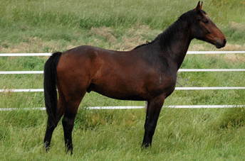 Fidertanz Gelding