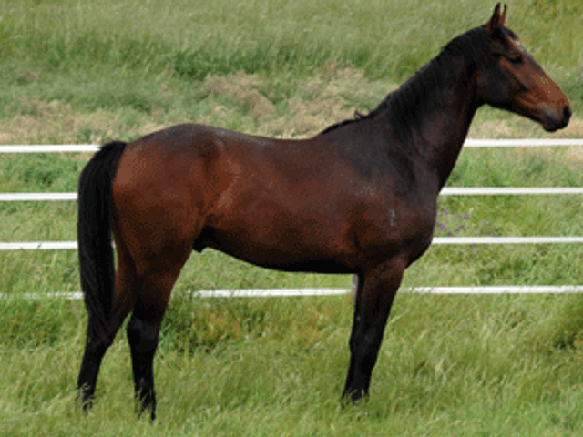 Fidertanz Gelding