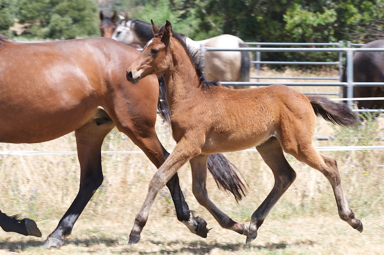 Tulara Caytie Filly — photo 2