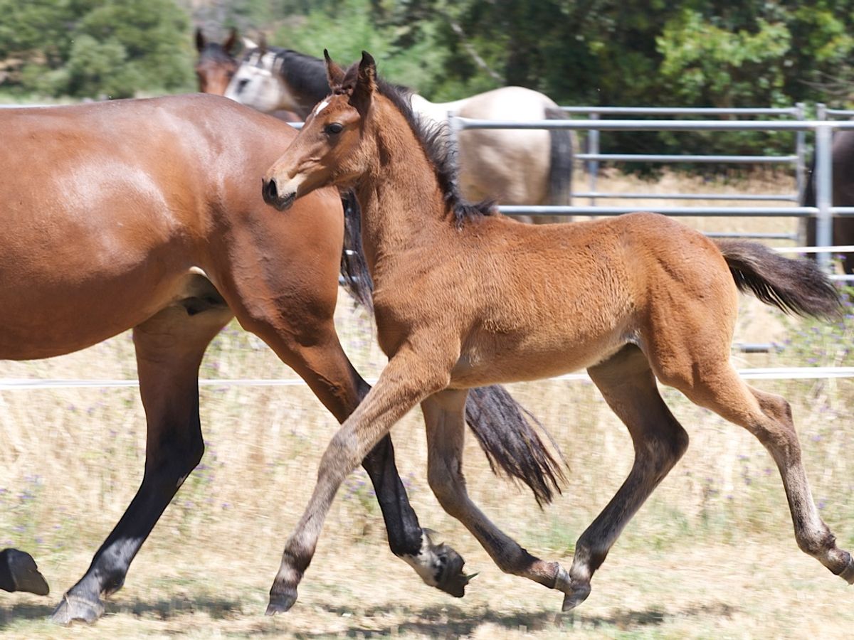 Tulara Caytie Filly — photo 2