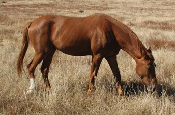 Tulara Don Bushca — photo 2