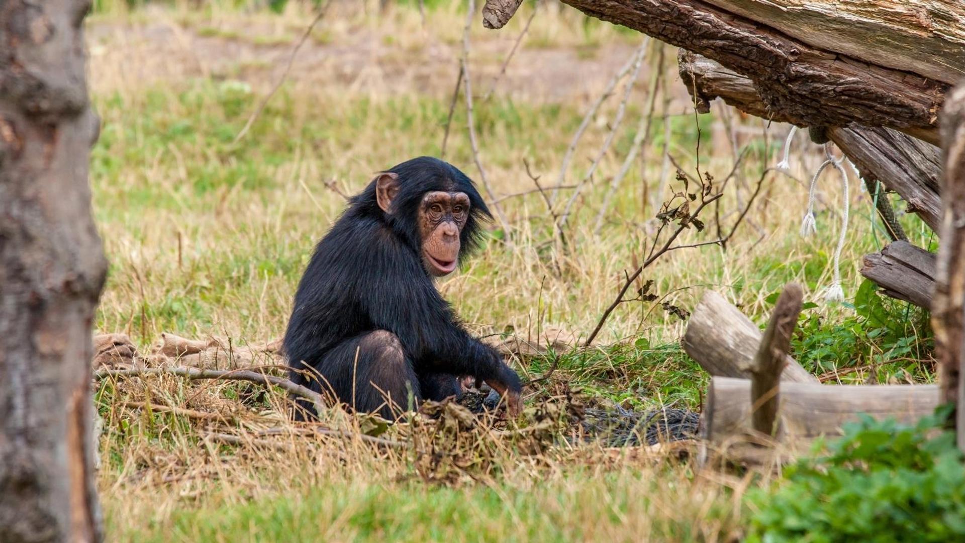 Save the Chimps