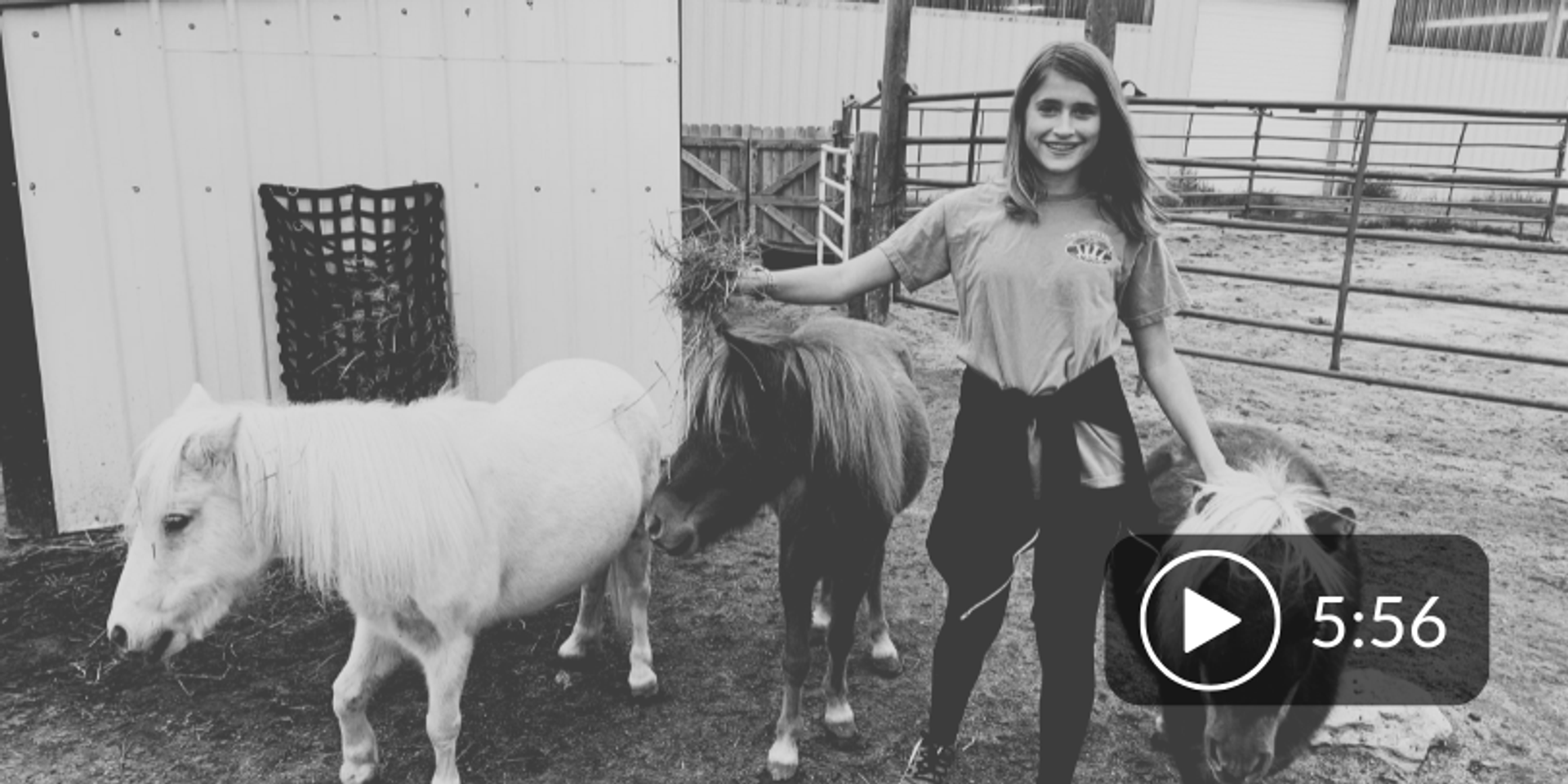 volunteer with horses at the Aspen Effect
