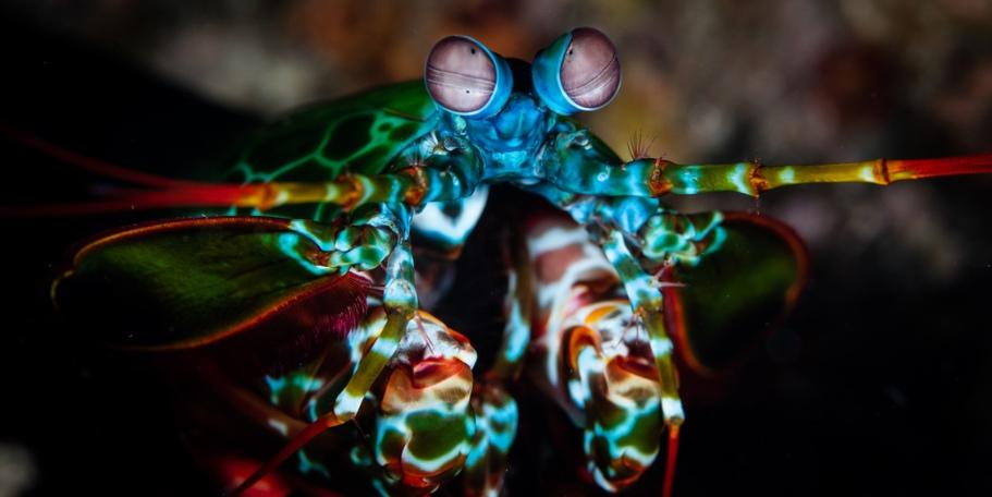 mantis shrimp