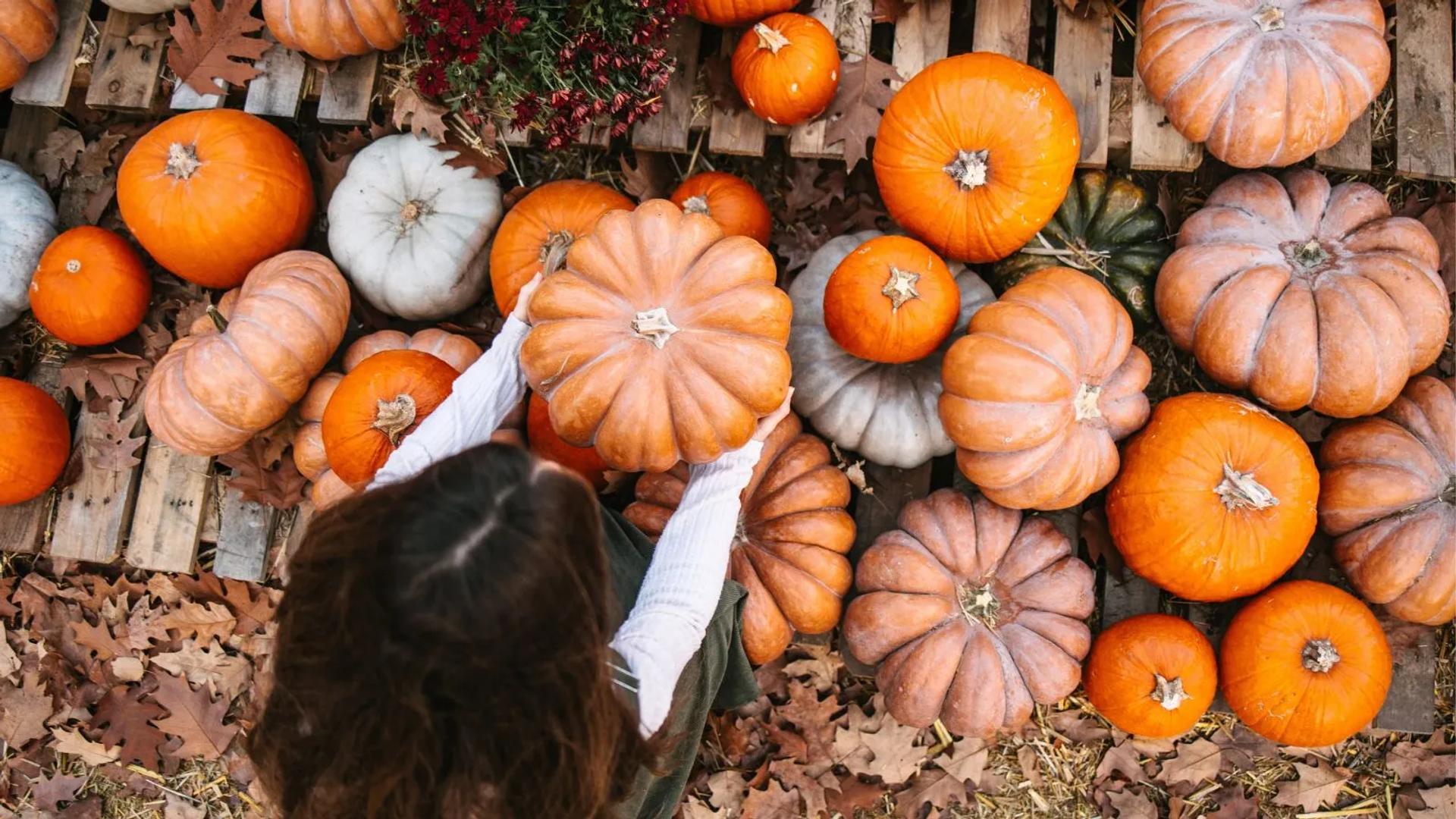 pumpkin patch scene
