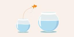 fish jumping to larger bowl