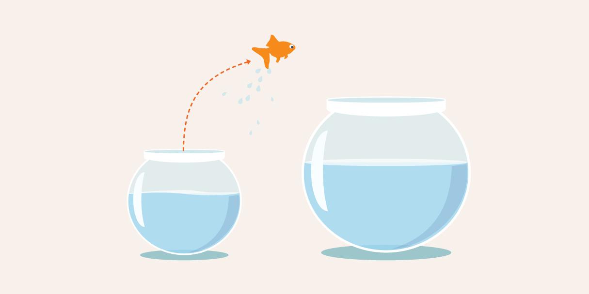 fish jumping to larger bowl