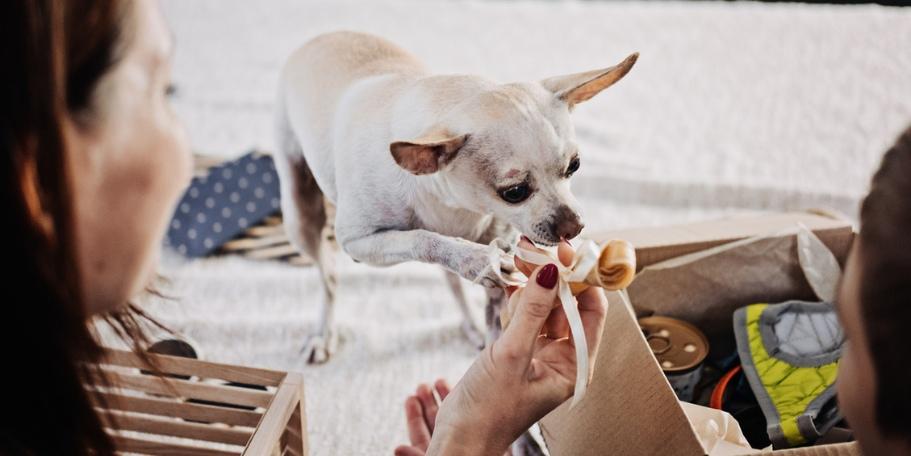 dog getting treat