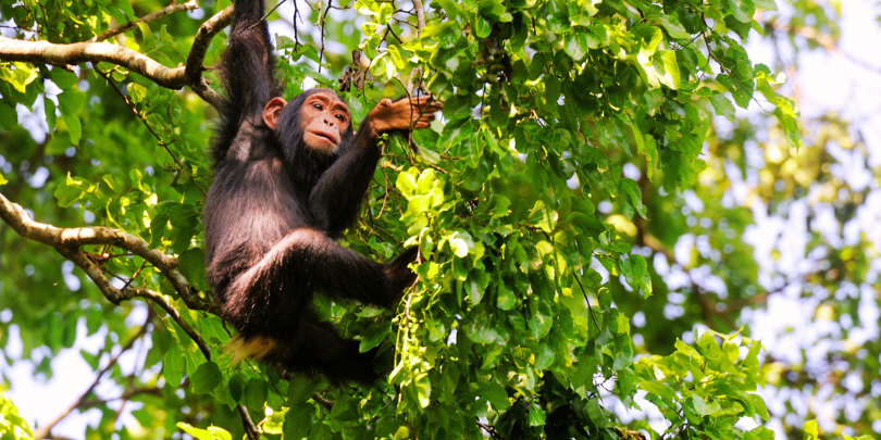 Save the Chimps