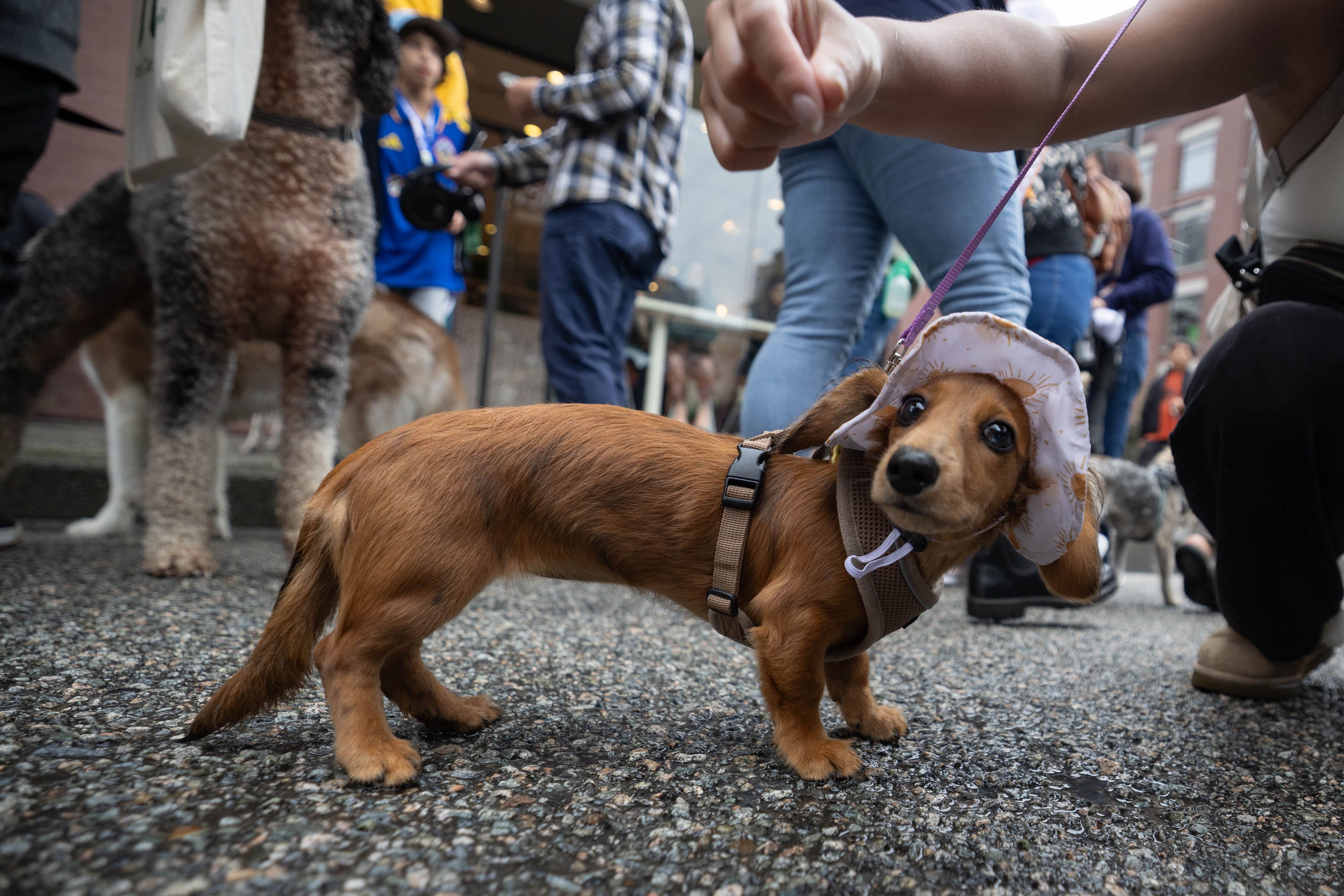 A dachshund with a fun hat is baited to look toward the low camera with a treat