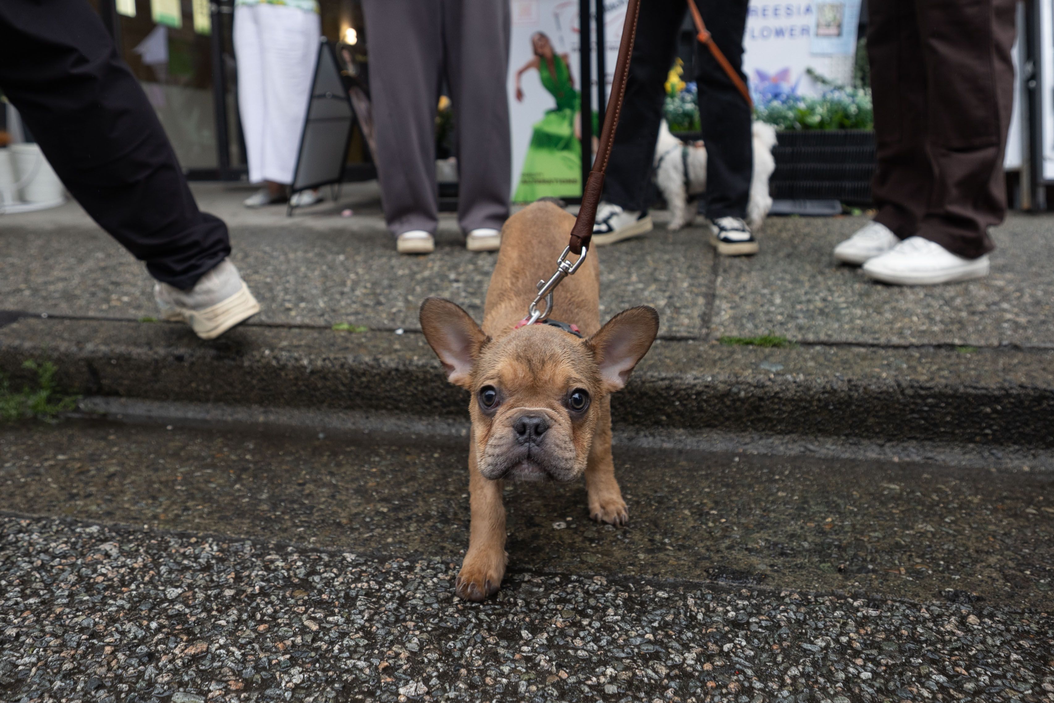 A baby French bulldog greets the camera from the sidewalk