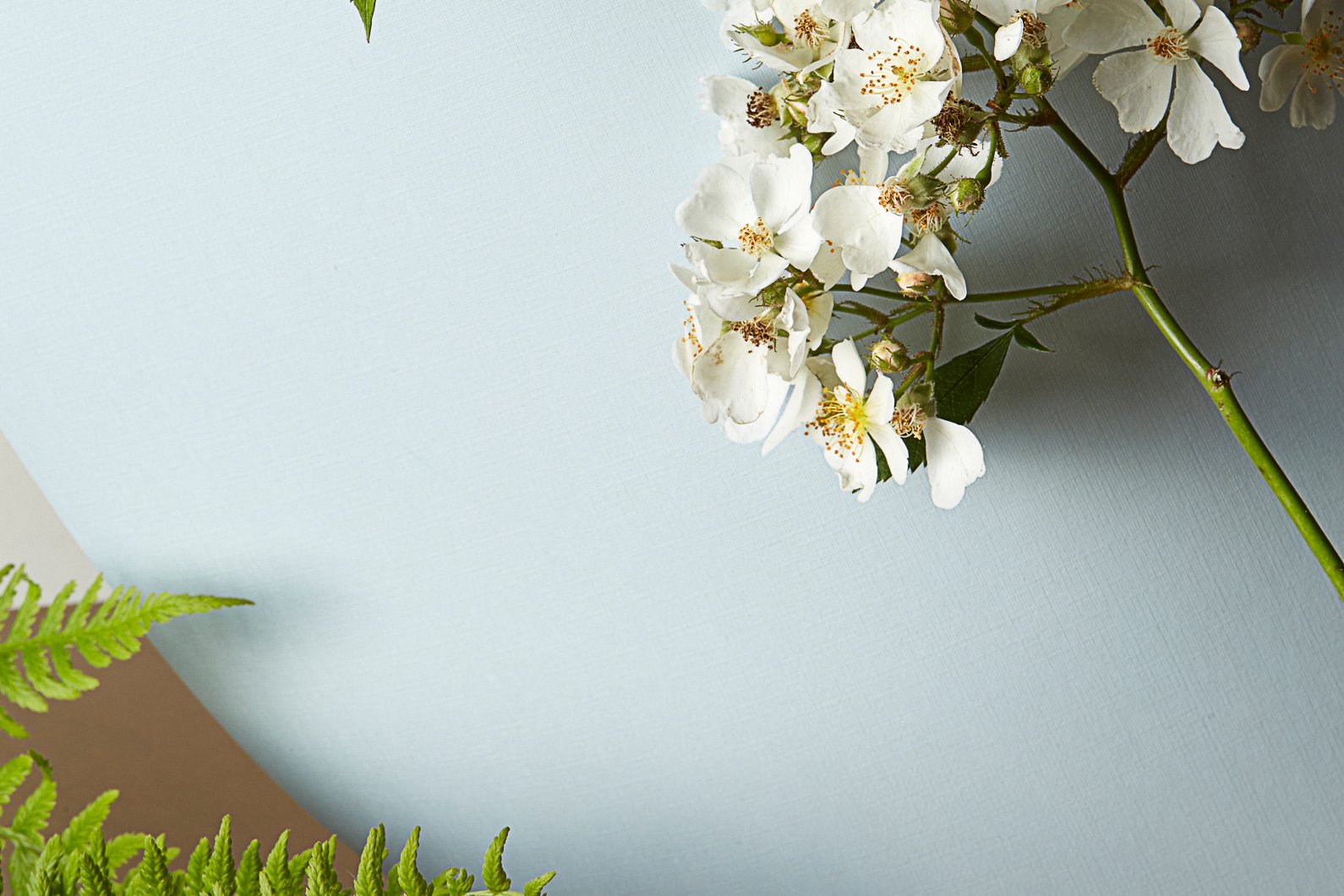 Still Life Photography