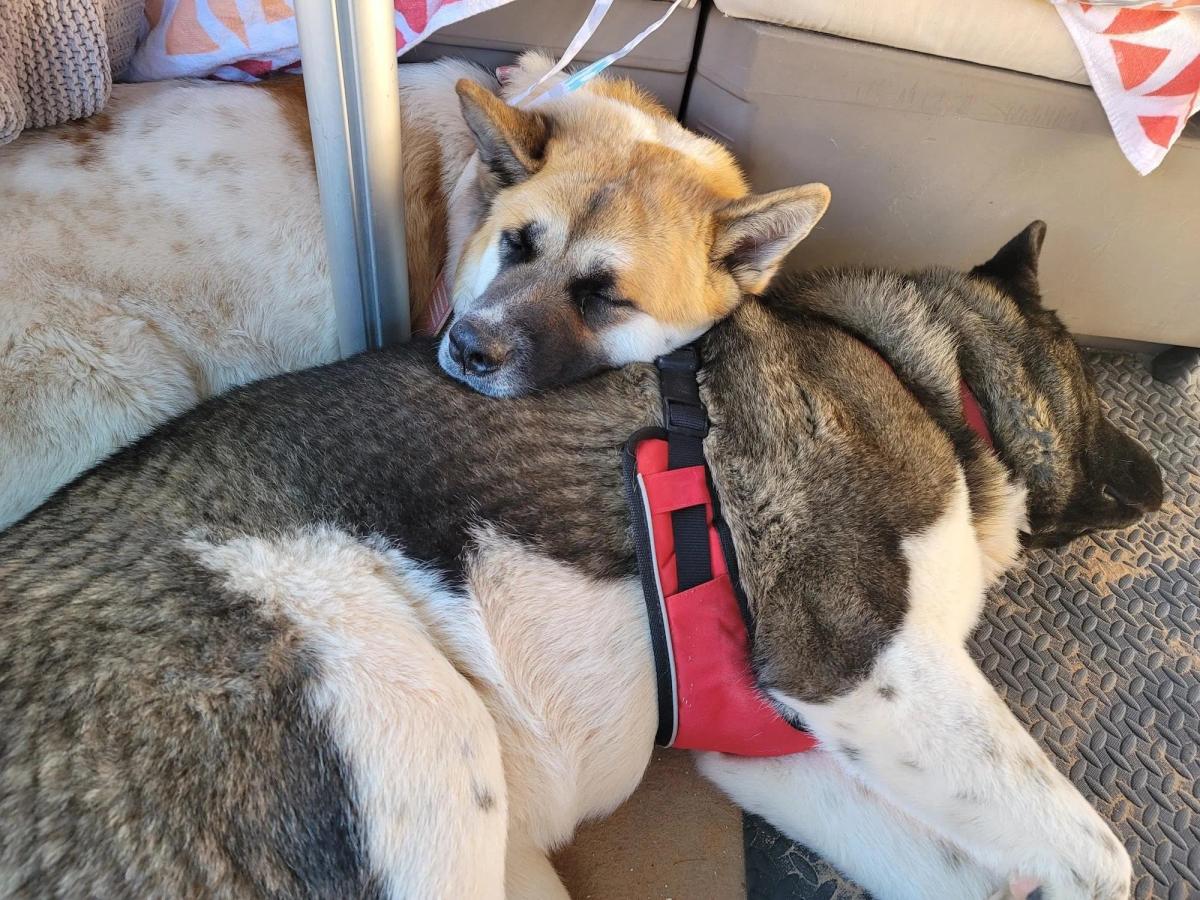 Painted Desert Akitas at Lake Powell