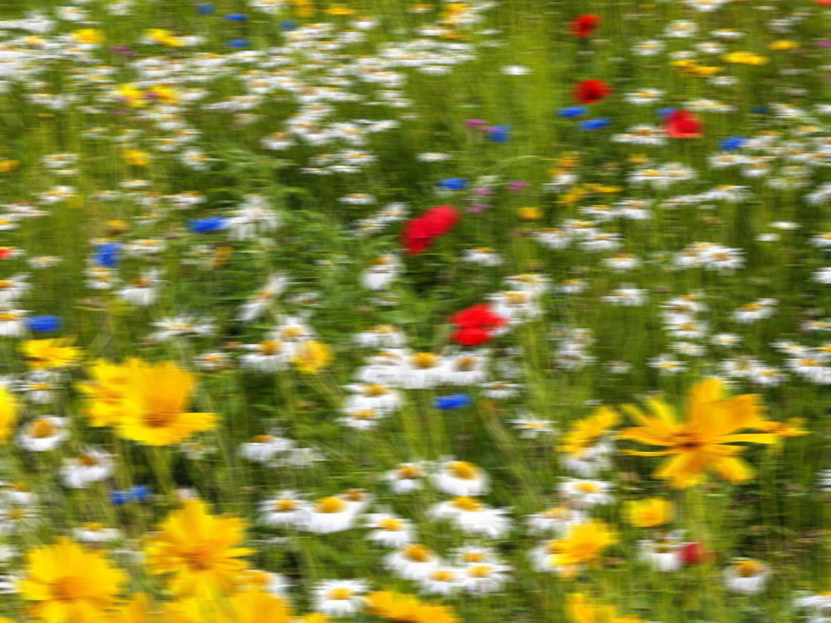 Artwrld Do Flowers Grow on the